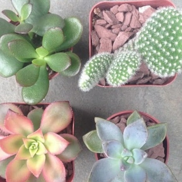 Meet your Posher, Alexa - Picture 1 of 1